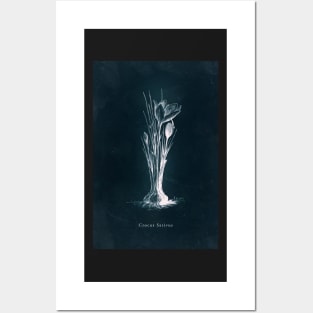 Cyanotype - Crocus Sativus Posters and Art